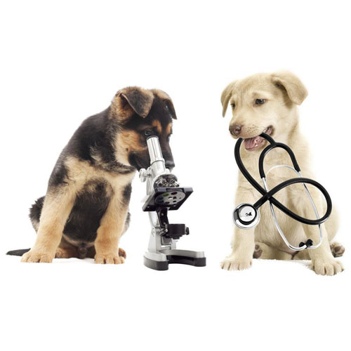 Animal Medicines & Health Care