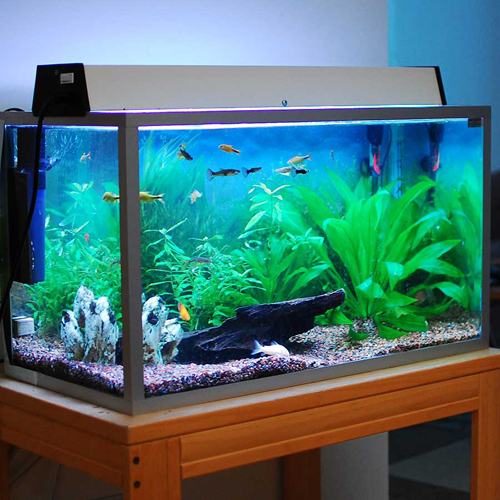 Aqua Culture, Aquarium & Supplies