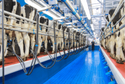 Milking Parlour