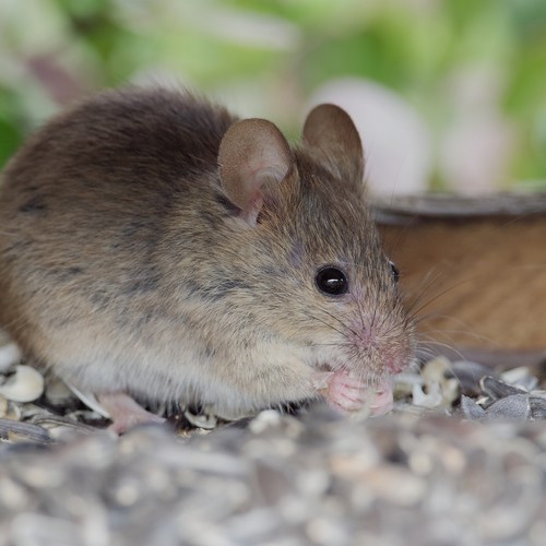 Rodent Treatment Manufacturers, Suppliers, Importers, Dealers in Mumbai India