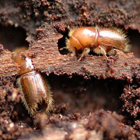 Wood Borer Treatment Manufacturers, Suppliers, Importers, Dealers in Mumbai India