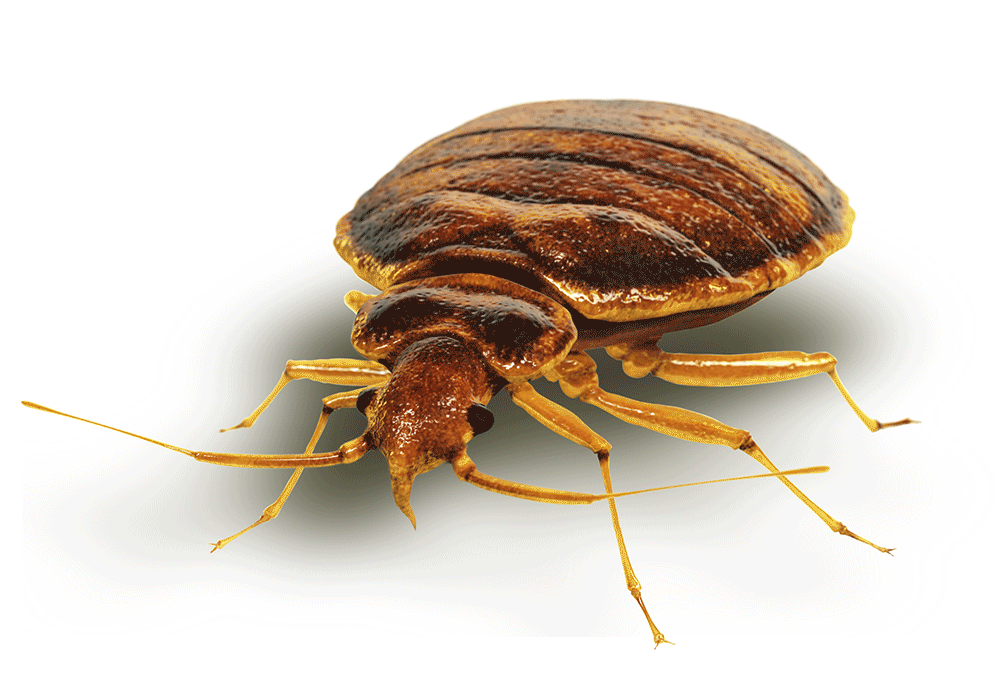 Bed Bugs Treatment Services in Mumbai