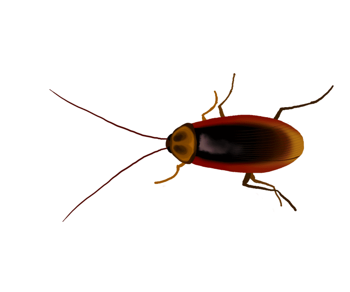 Cockroach Treatment Services Service Provider in Mumbai