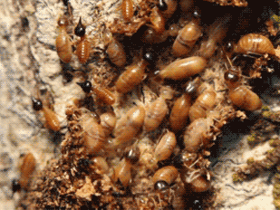 Termites Pest Control Service Provider in Mumbai