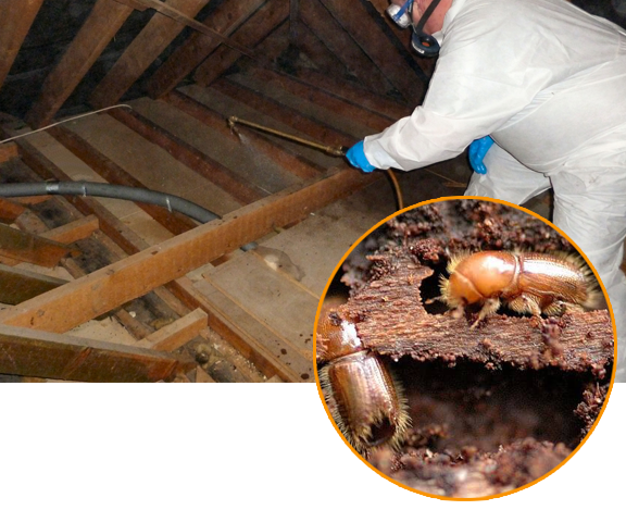 Wood Borer Pest Control Service Provider in Mumbai