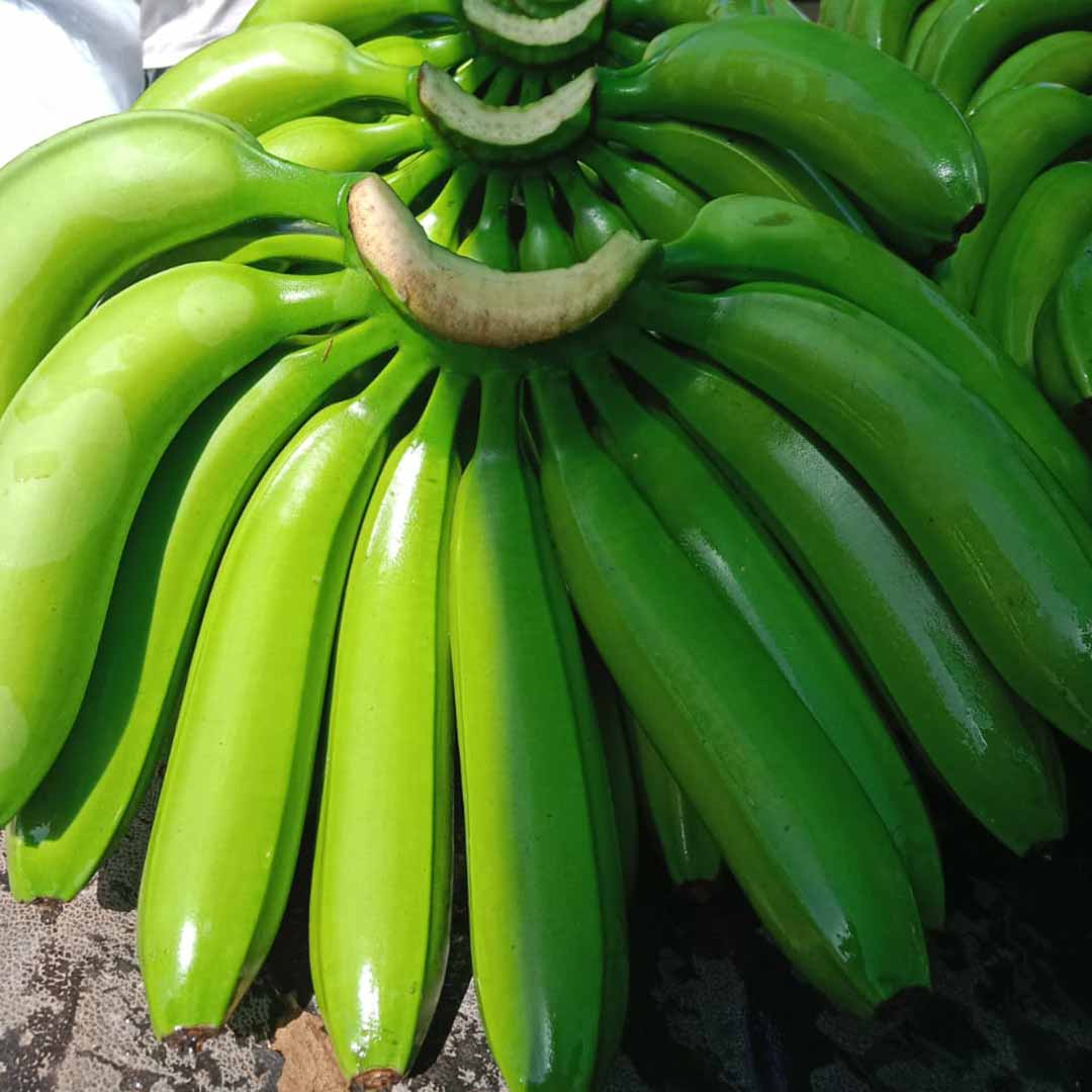 Fresh Green Banana Manufacturers, Suppliers in Mumbai India