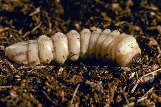 Automatic Stretch Wrapping Machine Manufacturers, Suppliers, Exporters in Mumbai India